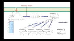 Eicosanoid Biosynthesis [Part 1] | Prostaglandins & Thromboxane A2 Instructional Video