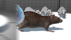 High levels of cellphone radiation linked to cancer in male rats Instructional Video