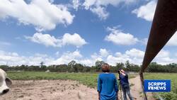 Sweatier cattle may be the answer to heat stressed herds News Clip