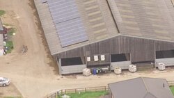 Aerial shots cows in farm shed News Clip