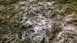 Snow mould: an irritation for springtime allergy sufferers News Clip
