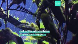 German startup makes biodegradable tampons from seaweed that don’t need an applicator News Clip