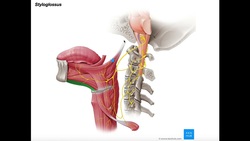 Extrinsic Tongue Muscles | Anatomy and Functions [O, I, N, A] Instructional Video