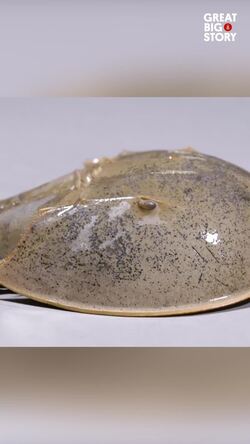 These Crabs Have Been Crawling Before the Dinosaurs Instructional Video