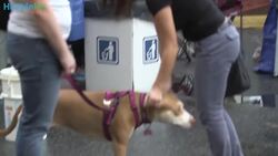 Dogs On Deployment Places Pets Of Soldiers In Foster Homes Instructional Video