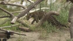 These Gorgeous Jaguars Need to Get Along If They Want to Mate Instructional Video