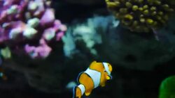 Clown fish Stock Footage
