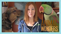 Doing It All Instructional Video