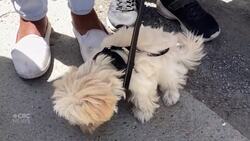 Montreal family traumatized by alleged shoving by police News Clip