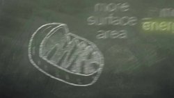 Mitochondria - Chalk Talk Instructional Video