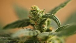 medical cannabis Stock Footage