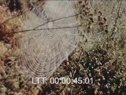 Harvest Festival 1960s Stock Footage