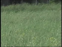 Understanding Rainfall Patterns Instructional Video