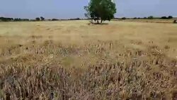 Empty field after wheat crop harvesting during summer season. Stock Footage