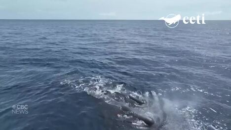 Here's what sperm whales sound like