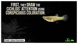 The Most Hardcore Creatures on Earth | Compilation Instructional Video