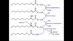 Beta Oxidation of a Saturated Fatty Acid Instructional Video