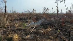 ROTY: DISASTER: The Ashes of the Amazon Rainforest News Clip