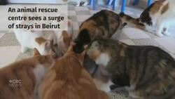 Animal life altered as humans take shelter to avoid COVID-19 News Clip