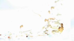 Mosquitos larva, Example in the laboratory - scientific research and development concept. Stock Footage