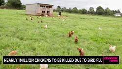 Nearly 1 Million Chickens to Be Slaughtered to Limit Bird Fly Spread News Clip