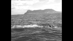 Noted swimmer Florence Chadwick News Clip