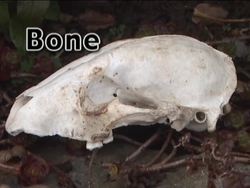 Healthy Skeletal and Muscular Systems: Your Skeletal System Instructional Video