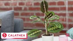 15 Plants That are Safe for Cats and Dogs Instructional Video