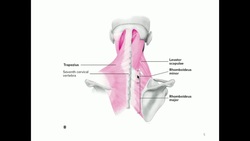 KINE 3135: The Shoulder Girdle Instructional Video
