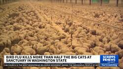 Bird flu kills wild cats at a sanctuary in Washington News Clip