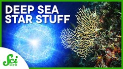 Studying Supernovas From the Bottom of the Ocean Instructional Video