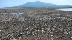 VOICED : Masiva muerte de moluscos alarma a pescadores en bahia de El Salvador News Clip