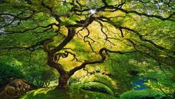 Tranquil Guided Meditation for Spiritual Awakening (7 min) Instructional Video