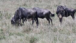 Wildebeest eat grass on the savannah News Clip