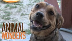 Pet Sitting Tips Instructional Video