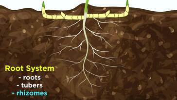 Plant Anatomy and Structure