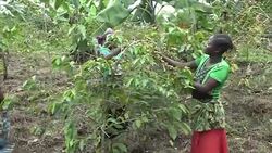 Stockshots of people picking coffee beans at a coffee plantation News Clip