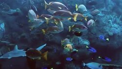 Different kind of fishes in an aquarium Stock Footage