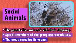 Solitary and Group Animals Instructional Video