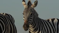 Zebra In a Steppe Close-Up Stock Footage