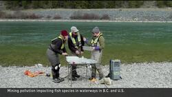 Reclaiming B.C.'s waterways from mining pollution News Clip