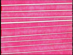 Types of Muscles in the Human Body Instructional Video