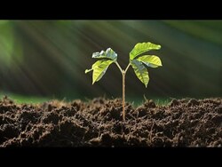 The Terrestrial Environment Instructional Video