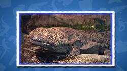 I WONDER - What Is The Largest Amphibian In The World? Instructional Video
