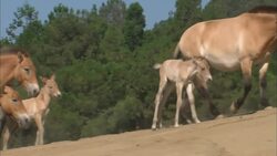 These Extinct Horse Species Are Being Restored at the San Diego Zoo Instructional Video
