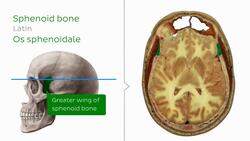Thalamus Level Instructional Video