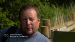 Beavers return to Britain and it’s a problem for farmers News Clip