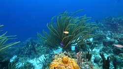 Seascape of coral reef in the Caribbean Sea around Curacao at dive site Groote with various corals and sponges Stock Footage