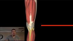 ARTICULARIS GENU A Fifth Quadricep Muscle Instructional Video