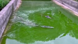 CLEAN : Dangerous attraction: Amorous pursuit imperils Cuban croc News Clip